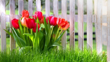 Care tulipánok kora tavasztól késő őszig