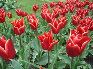 Care tulipán tavasszal, a kedvenc nyári rezidenciája, gyümölcsös és kert