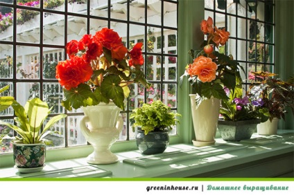 Mi nőnek virágok az ablakpárkányon