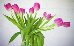 Az, hogy milyen vizet tenni kankalin, hogyan kell gondoskodni vágott tulipán és hogyan újraélesztése