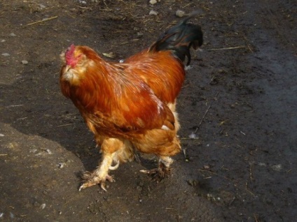 Jellemzői a fajta csirkék earflaps lohmonogaya fotókkal képviselői