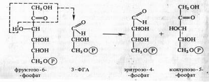 A kémia a Calvin-ciklus reakciók