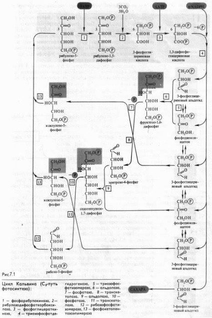 A kémiai reakció a Calvin-ciklus - fotoszintézis alapjául az energia a bioszféra - információk