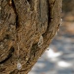 Chios öntött (chios mastiha) - görög csoda a szervezet számára, bolygó ayurveda ™ (gitt) Chios öntött (chios mastiha) - görög csoda a szervezet számára, bolygó ayurveda ™