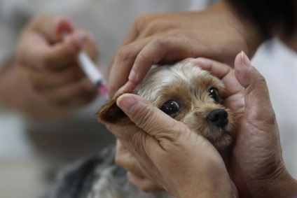 A betegség a kutyák kullancscsípés következtében megelőzésére és kezelésére