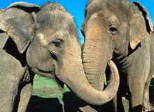 Miért az elefánt törzse gyermek enciklopédia