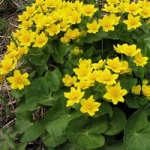 Sárga virágok, gyönyörű ötletek a kertben