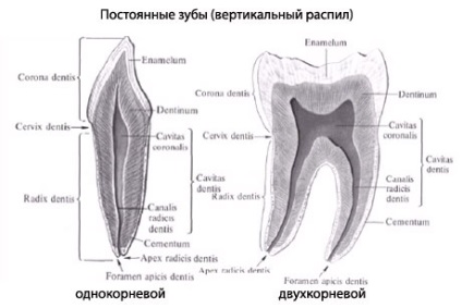 Az emberi fogak, fogászati ​​anatómiája, felépítése, funkciói, képek, EUROLAB