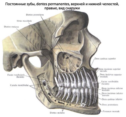 Az emberi fogak, fogászati ​​anatómiája, felépítése, funkciói, képek, EUROLAB