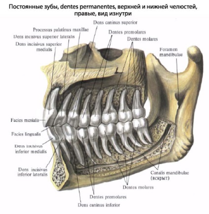 Az emberi fogak, fogászati ​​anatómiája, felépítése, funkciói, képek, EUROLAB