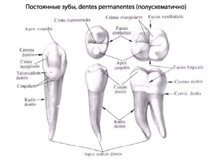 Az emberi fogak, fogászati ​​anatómiája, felépítése, funkciói, képek, EUROLAB