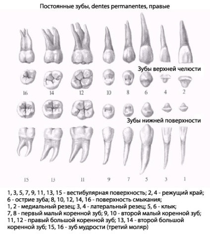 Az emberi fogak, fogászati ​​anatómiája, felépítése, funkciói, képek, EUROLAB