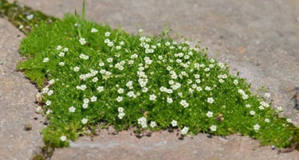 10 legjobb groundcover növények pályák