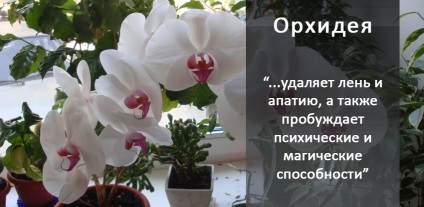 10 магічних рослин, які варто завести вдома