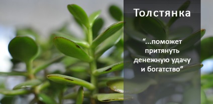 10 магічних рослин, які варто завести вдома