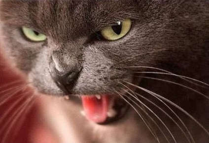 Top 5 ok, agresszió a macskák az emberi