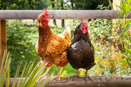 9 tény, hogy tudnia kell, mielőtt kezdetét csirkék