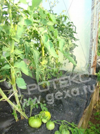 Agrotex - nőnek a paradicsom (közös hozzáférhető módon) Agrotex - termesztünk paradicsom