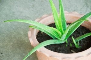 Aloe juice gyomorhurut, magas savtartalma méz