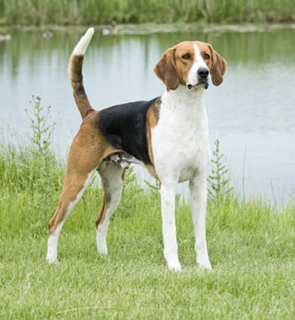 Angol Foxhound, Encyclopedia of kutyák