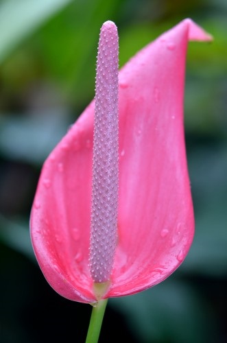 Andre Anthurium ápolási otthon, fotók