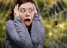 Arachnophobia okok, megnyilvánulásai, módon tudják kezelni