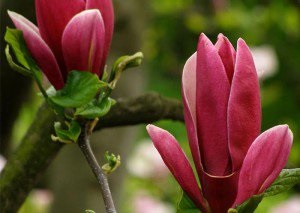 Láttad a tulipánfa ültetés, gondozás és reprodukciós növények