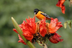 Láttad a tulipánfa ültetés, gondozás és reprodukciós növények