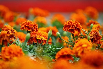 Körömvirág - Növekvő körömvirág - Marigold - ellátás és a transzplantációs