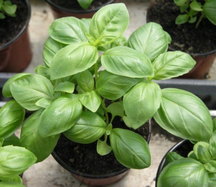 Basil - típusainak leírása és fajták, telepítése és karbantartása, fénykép (ek) Basil - típusainak leírása és fajták, telepítése és karbantartása, fotó