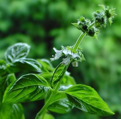 Basil - típusainak leírása és fajták, telepítése és karbantartása, fotó