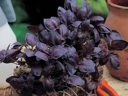 Basil - típusainak leírása és fajták, telepítése és karbantartása, fénykép (ek) Basil - típusainak leírása és fajták, telepítése és karbantartása, fotó