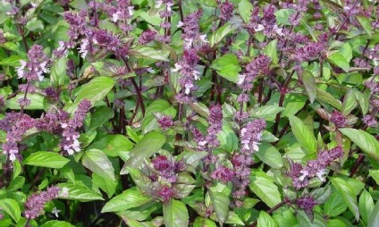 Basil - típusainak leírása és fajták, ültetés és gondozás Photo (leszállás) Basil - típusainak leírása és fajták, telepítése és karbantartása, fotó