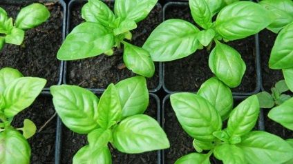 Basil - típusainak leírása és fajták, telepítése és karbantartása, fotó (bazsalikom) Basil - típusainak leírása és fajták, telepítése és karbantartása, fotó