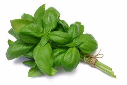Basil - típusainak leírása és fajták, telepítése és karbantartása, fotó (ellátás) Basil - típusainak leírása és fajták, telepítése és karbantartása, fotó