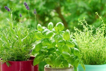 Basil - típusainak leírása és fajták, telepítése és karbantartása, fotó (fajta) Basil - típusainak leírása és fajták, telepítése és karbantartása, fotó
