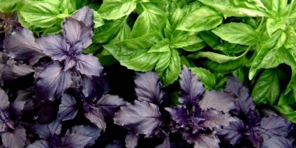 Basil - típusainak leírása és fajták, telepítése és karbantartása, fotó (bazsalikom) Basil - típusainak leírása és fajták, telepítése és karbantartása, fotó