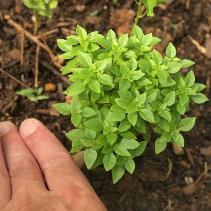 Basil - típusainak leírása és fajták, ültetés és gondozás Photo (leszállás) Basil - típusainak leírása és fajták, telepítése és karbantartása, fotó