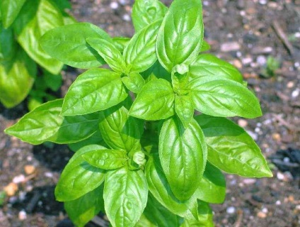 Basil - típusainak leírása és fajták, telepítése és karbantartása, fotó (leírás) Basil - típusainak leírása és fajták, telepítése és karbantartása, fotó