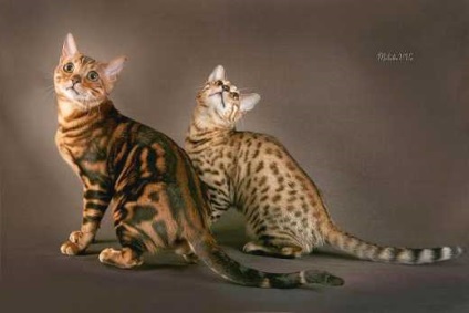 Bengáli macska fajta története, fotók a bengáli