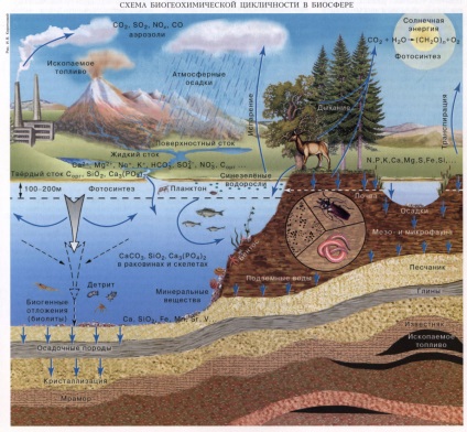 biogeokémiai ciklusok