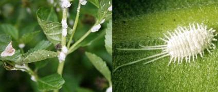 Betegségek és kártevők Ficus benjamina és gumi és kezelésük