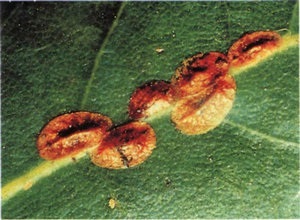 Betegségek és kártevők Ficus benjamina és gumi és kezelésük