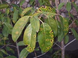 Betegségek és kártevők Ficus benjamina és gumi és kezelésük