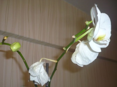 Phalaenopsis orchidea-betegség és a kezelés fekete foltok, száraz és fonnyadt levelek, száraz gyökerek, harci