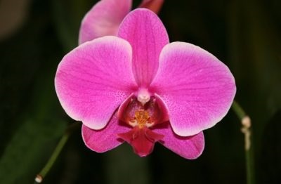 Phalaenopsis orchidea-betegség és a kezelés fekete foltok, száraz és fonnyadt levelek, száraz gyökerek, harci