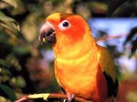 Parrot betegség kezelésére papagájok, budgies betegség, kezelés törpepapagáj,