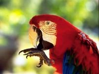 Parrot betegség kezelésére papagájok, budgies betegség, kezelés törpepapagáj,