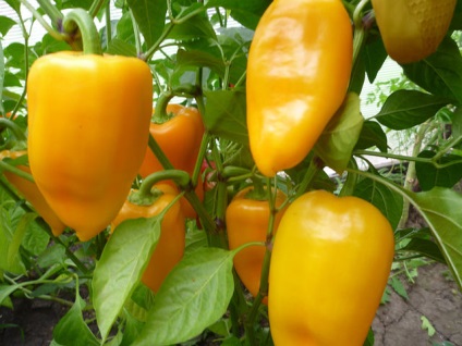 Paprika üvegházban termesztése paprika, gondoskodás, a legjobb fajták, ültetés üvegházban