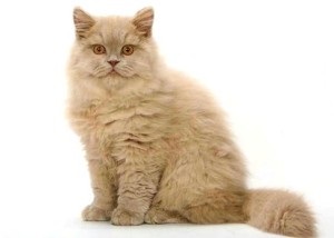 Brit macska alapinformációk, fajta leírás, fajtájú macskákat, a brit, az érvek és ellenérvek